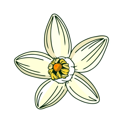 Hand-drawn yuzu flower illustration in color. Floral vector element in engraving style. Citrus fruit flower isolated on white background. Delicate botanical drawing line art